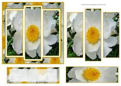 6x6" White Peony Panel Card