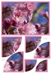 Japanese Flowering Cherry 2 Corner Stacker