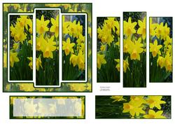 6x6" Pretty Daffodils Panel Card