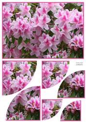 Pink and White Azalea 2 Corner Stacker