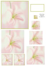 Beautiful Oriental Lily Spiral Pyramid