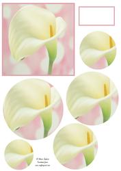 Beautiful Calla Lily Circle Pyramid