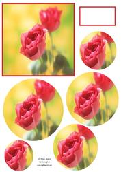 Beautiful Red Roses Circle Pyramid