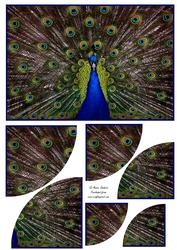 Stunning Peacock 2 Corner Stacker