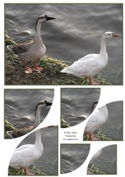 Wild Geese by the Waters Edge 2 Corner Stacker