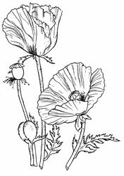 Poppy Digi Stamp
