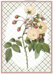 Wild Rose A4 Topper/card