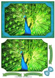 Amazing Peacock Watercolour Quick Card