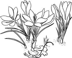 Crocus Digi Stamp