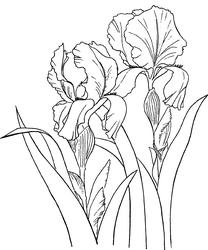 Iris Digi Stamp