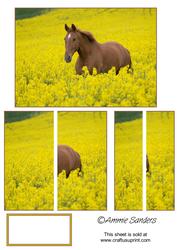 Gorgeous Brown Horse in a Field
