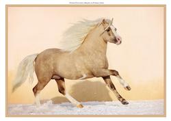 Stunning Galloping Horse A4 Card/topper