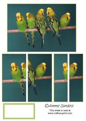 5 Green & Yellow Budgies Sat in a Row Side Stacker