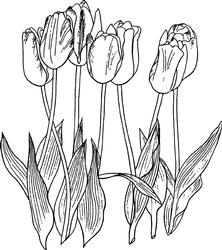 Tulips Digi Stamp