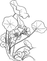 Nasturtium Digi Stamp