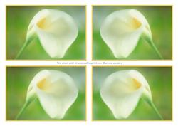 4 Beautiful Calla Lily Toppers