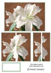 Beautiful White Oriental Lily Side Stacker