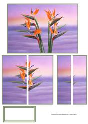 Stunning Hawaiian Bird of Paradise Flowers Side Stacker
