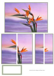 Stunning Hawaiian Bird of Paradise Flowers Side Stacker