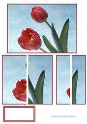 Beautiful Red Tulips Side Stacker