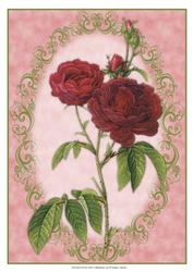 Beautiful Deep Red Roses