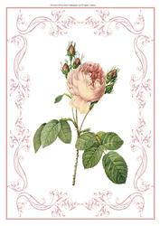 Beautiful Rose A4 Topper/card