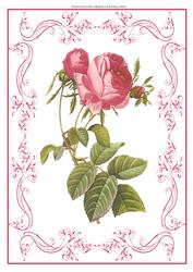 Beautiful Rose A4 Topper/card