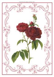 Beautiful Rose A4 Topper/card
