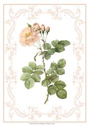 Beautiful Rose A4 Topper/card