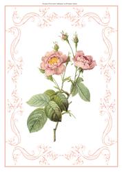 Beautiful Light Pink Rose A4 Topper/card