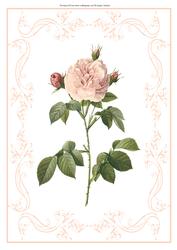 Beautiful Light Pink Rose A4 Topper/card