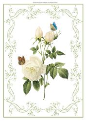 Beautiful White Roses A4 Topper/card
