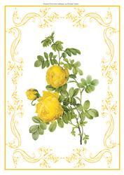 Beautiful Yellow Roses A4 Topper/card