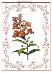 Beautiful Deep Red Floral A4 Topper/card