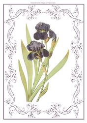 Beautiful Iris Floral A4 Topper/card