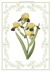 Beautiful Iris A4 Topper/card