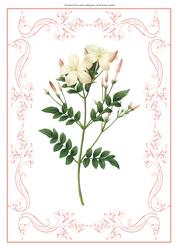 Beautiful Delicate Floral A4 Topper/card