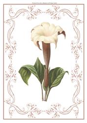 Beautiful Delicate Floral A4 Topper/card