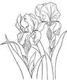 cup53155_5 - Iris Digi Stamp