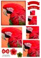 Macaw Parrot Watercolour Pyramid Topper