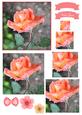 Pretty Rose Watercolour Pyramid Topper