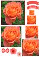 Pretty Rose Watercolour Pyramid Topper