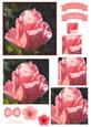 Pretty Rose Watercolour Pyramid Topper