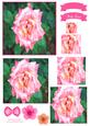 Pretty Rose Watercolour Pyramid Topper