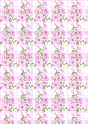 Pink Petunia and Tartan Background