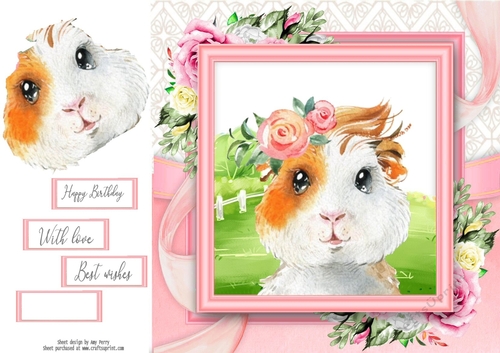 Cute Brown & White Guinea Pig 8x8