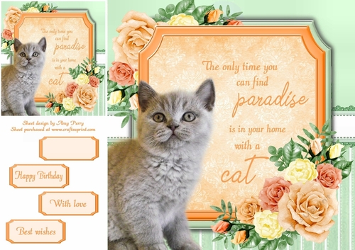 The only time you can find paradise is in your home with a cat 4 8x8