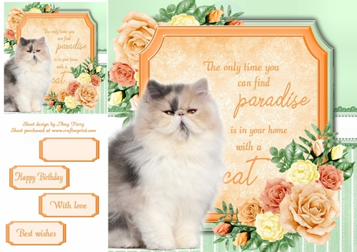 The only time you can find paradise is in your home with a cat 5 8x8