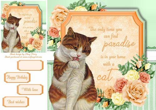 The only time you can find paradise is in your home with a cat 9 8x8