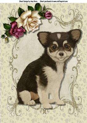 Cute Chihuahua Puppy A4